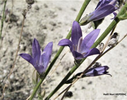 Gür çançiçeği (Campanula stricta var. stricta)