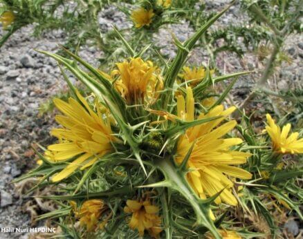 Şevketi bostan (Scolimus hispanicus)