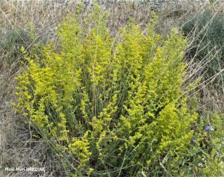 Boyalık (Galium verum)