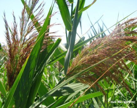 Kamış (Phragmites australis)