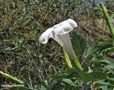 Abuzambak (Datura innoxia)