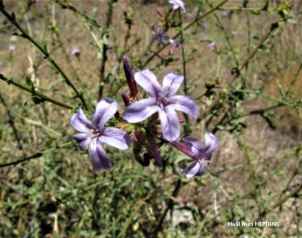 Karakına (Plumbago europaea)