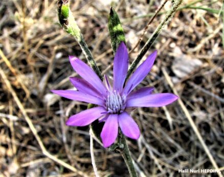 Kağıtçiçeği (Xeranthemum annuum)