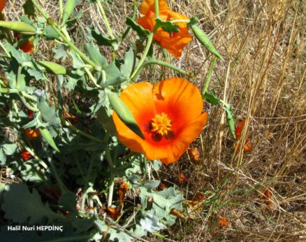 Çömlekçatlatan (Glaucium corniculatum)