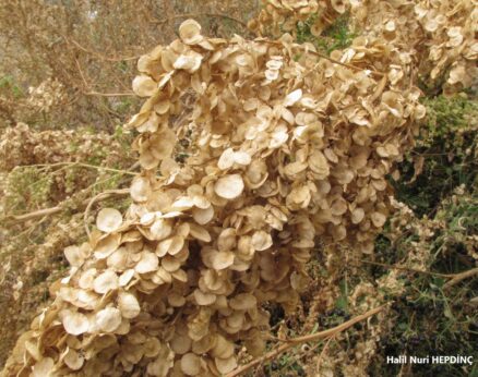 Hayat süpürgesi (Atriplex hortensis)(2)