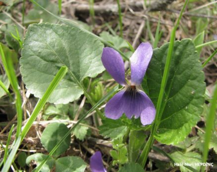 Kokulu menekşe (Viola odorata)