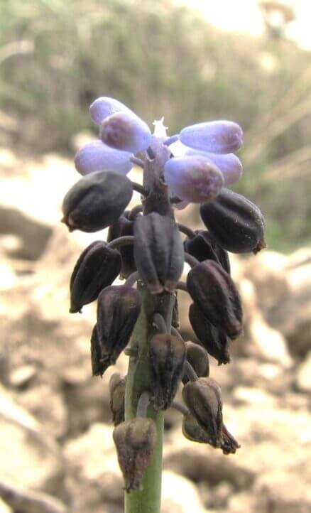 Arapüzümü (Muscari neglectum )