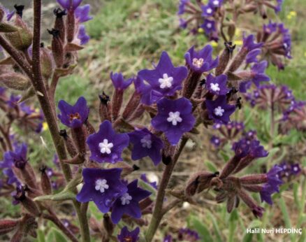 Tatlıbaba (Anchuda hybrida) (Eş Ad: Anchusa undulata subsp. hybrida)