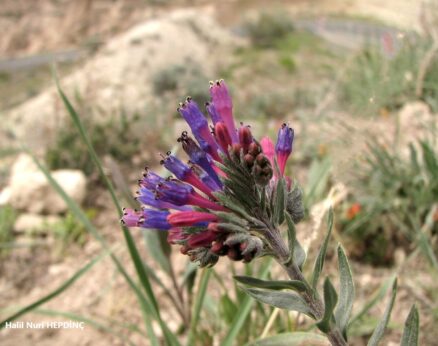 Mavikesen (Moltkia coerulea)