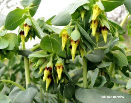 Cücegözü (Cerinthe minor)