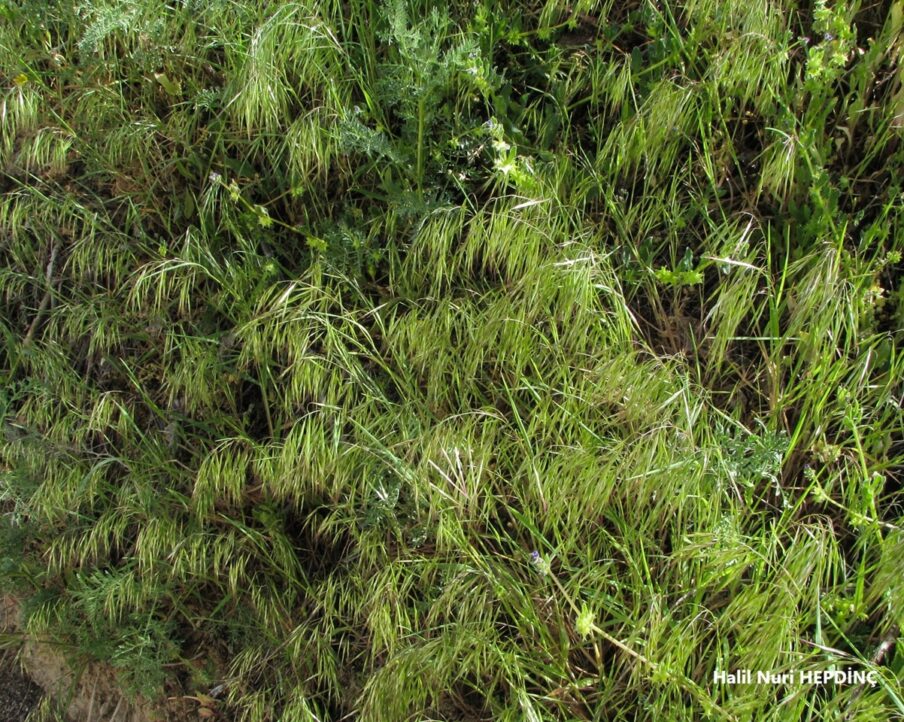 Kır bromu (Bromus tectorum)