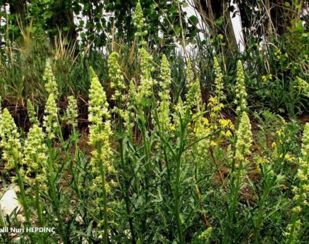 Muhabbet çiçeği (Reseda lutea)