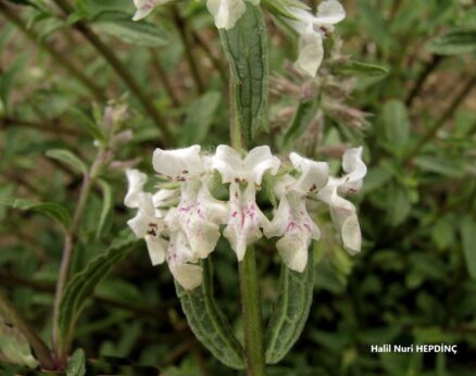 Hacıosmanotu (Stachys annua)