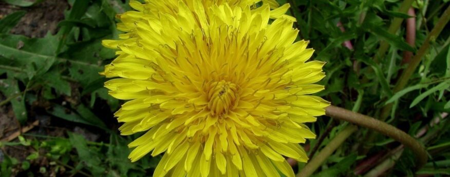 Karahindiba (Taraxacum officinale)