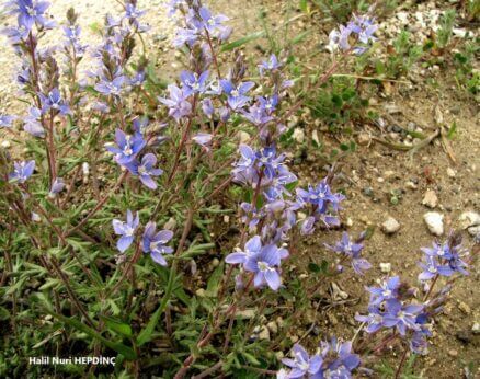 Devesabunu (Veronica multifida)