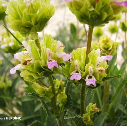 Kara şalba (Salvia absconditiflora) (2) (Eş Ad: Salvia cryptantha)ENDEMİK