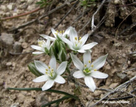 Kurtsoğanı (Ornithogalum oligophyllum)