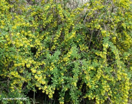 Karamuk (Berberis crataegina)