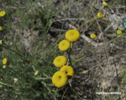 Kelpapatya (Anthemis cretica subsp. cassia )(2)