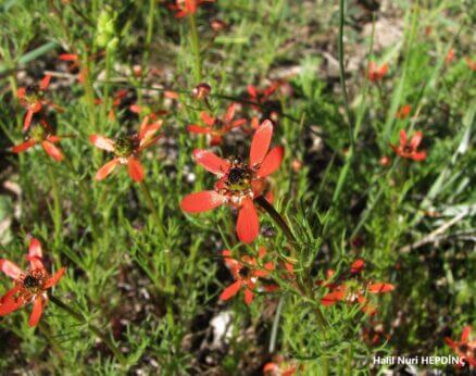 Cinlalesi (Adonis flammea)