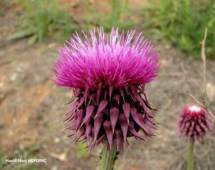 Eşekdikeni (Carduus nutans)