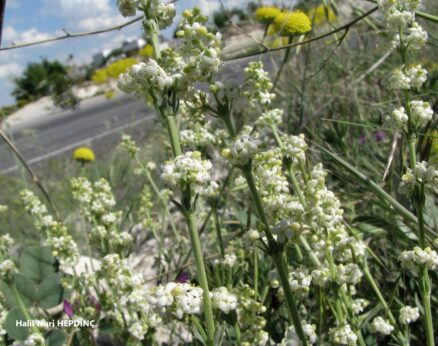 Güriplikçik (Galium incanum subsp. elatius )