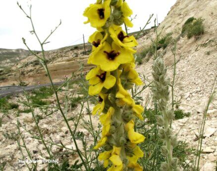 Sarıyalan (Verbascum vulcanicum) ENDEMİK