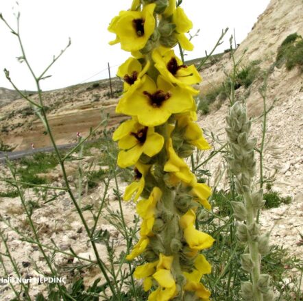 Sarıyalan (Verbascum vulcanicum) ENDEMİK
