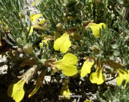 Acıgıcı (Ajuga chamaepitys )