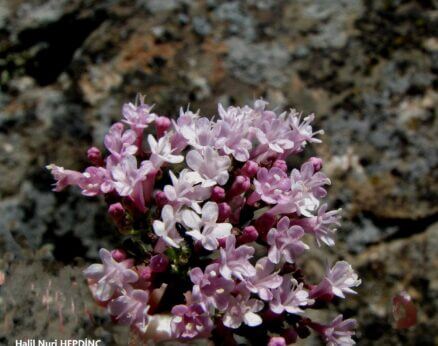 Çobanzurnası (Valeriana dioscoridis)