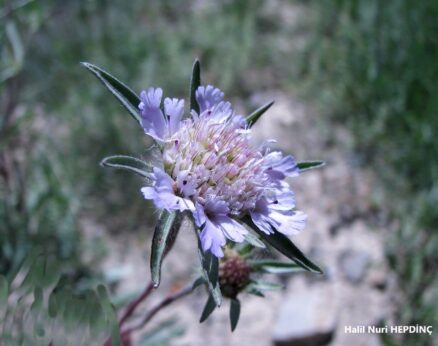 Topuyuzotu (Scabiosa rotata)