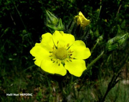 Suparmakotu (Potentilla recta)