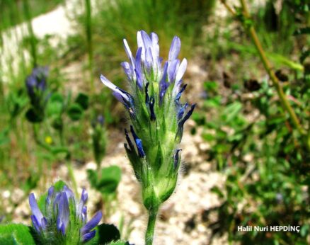 Hintkokası (Trigonella coerulescens subsp. coerulescens)