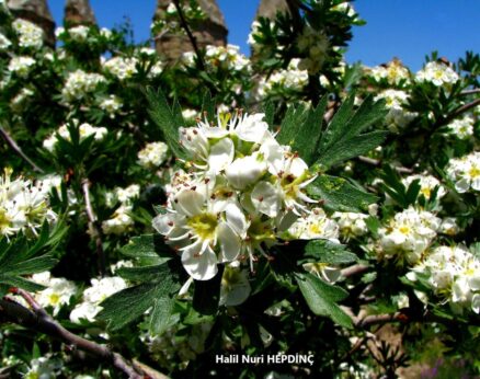 Ahlat (Pyrus elaeagnifolia subsp. elaeagnifolia)