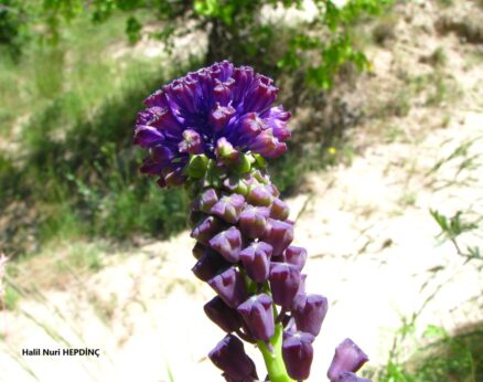 Morbaş (Muscari comosum)(2)