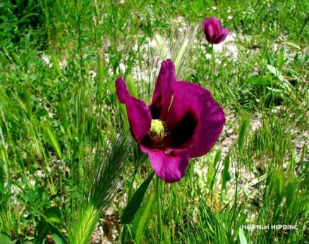 Haşhaş (Papaver somniferum)