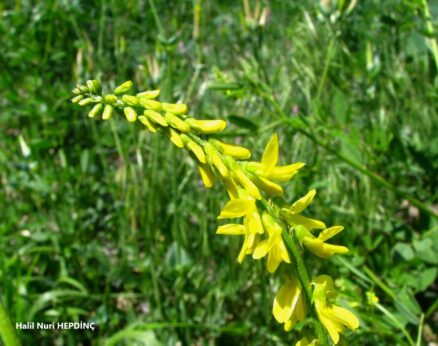 Kokuluyonca (Melilotus officinalis)