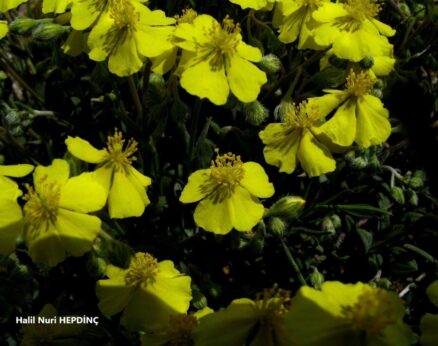 Güngülü (Helianthemum nummularium subsp. nummularium)