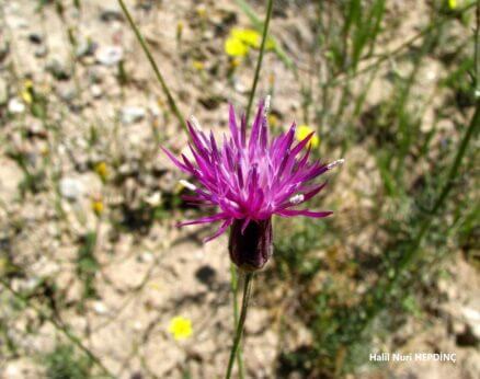 Gelindöndüren (Crupina crupinastrum)(2)