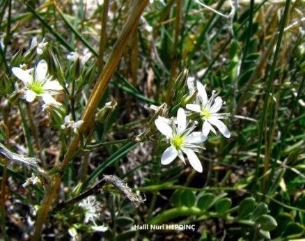 Tıstısotu (Minuartia anatolica) ENDEMİK