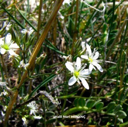 Tıstısotu (Minuartia anatolica) ENDEMİK