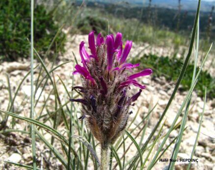 Tül geven (Astragalus stenosemius) ENDEMİK