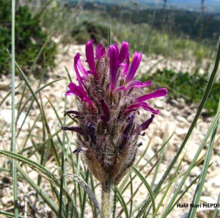 Tül geven (Astragalus stenosemius) ENDEMİK