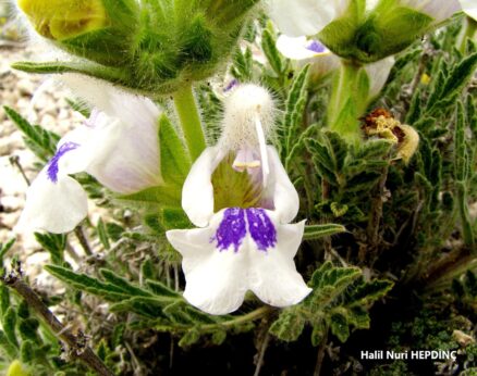 Hoş şalba (Salvia blepharochlaena ) ENDEMİK