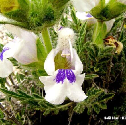 Hoş şalba (Salvia blepharochlaena ) ENDEMİK