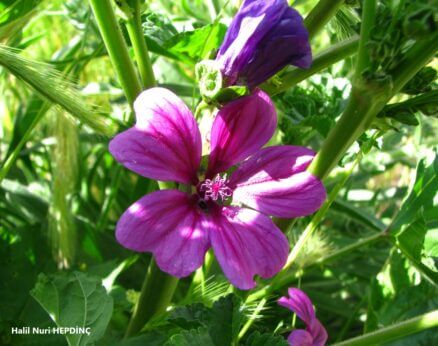 Ebegümeci (Malva sylvestris)