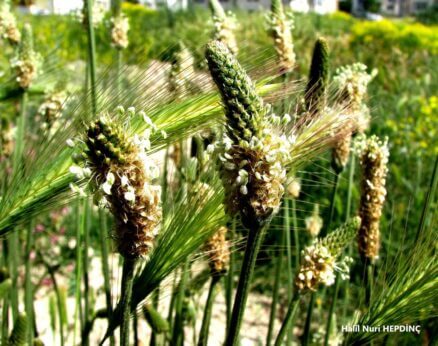 Damarlıca (Plantago lanceolata)