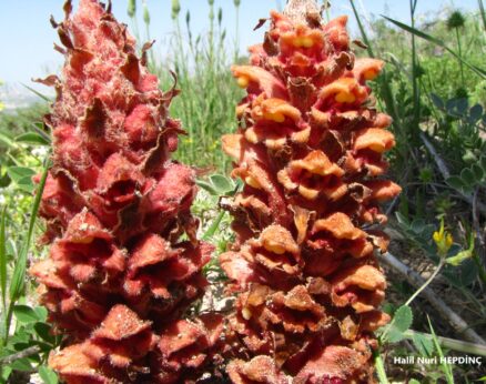 Anacanavarotu (Orobanche anatolica)