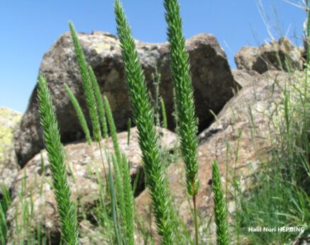 Çayıritkuyruğu (Phleum pratense)