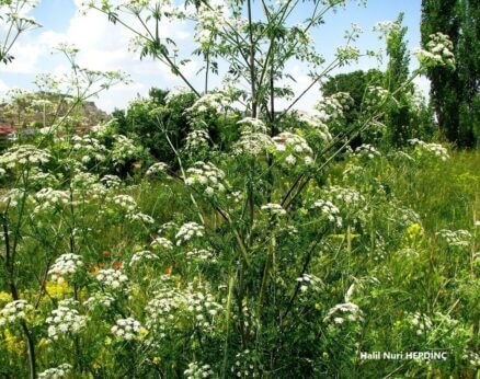 Baldıran (Conium maculatum)